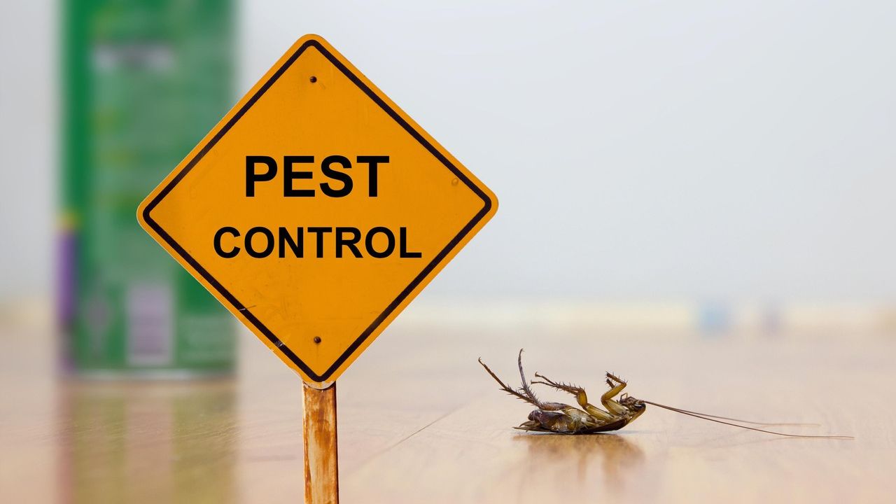 Effective Pest Prevention Strategies: Keep Your Home Bug-Free