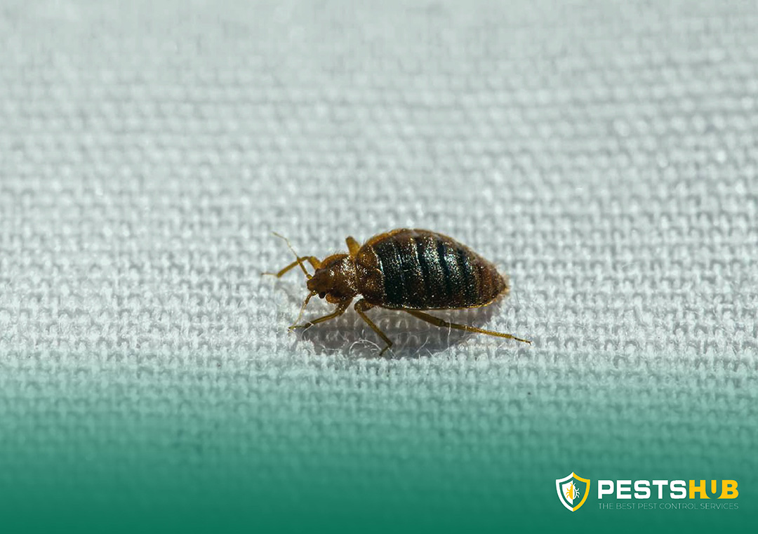 How-to-get-rid-of-bed-bugs-permanently