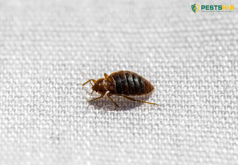 Do Bed Bugs Fly? Exploring the Flying Capabilities of Bed Bugs Best