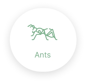 Ants