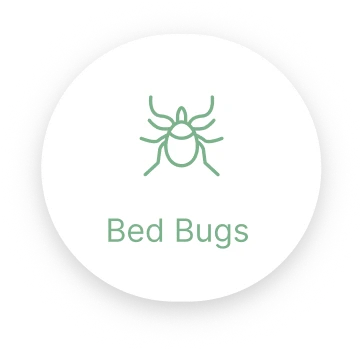 Bed Bugs