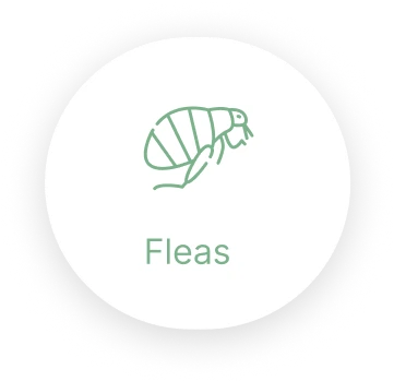 Fleas