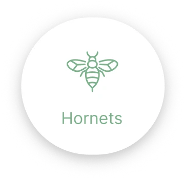 Hornets