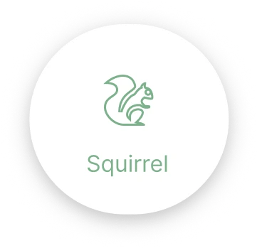 Squirrel